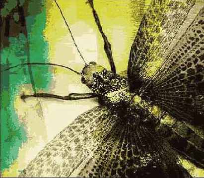 Photoshop  Illustrator    