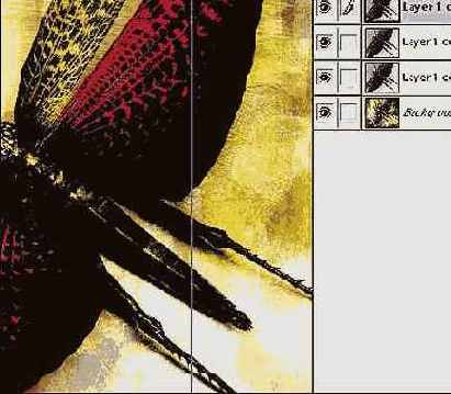 Photoshop  Illustrator    